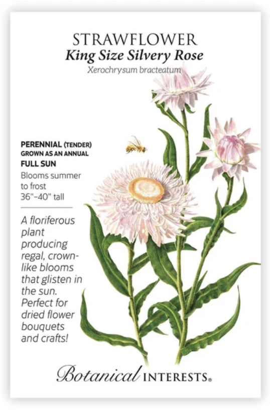 King Size Silvery Rose Strawflower Seeds