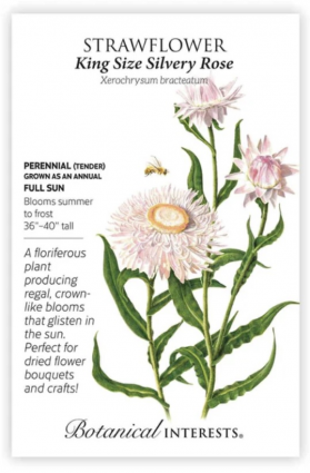 King Size Silvery Rose Strawflower Seeds