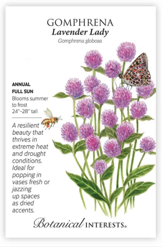 Lavender Lady Gomphrena Seeds