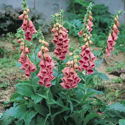 DIGITALIS, STRAWBERRY 1G