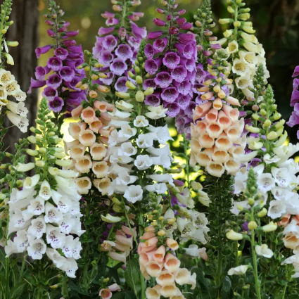 DIGITALIS, DALMATIAN MIX 1G