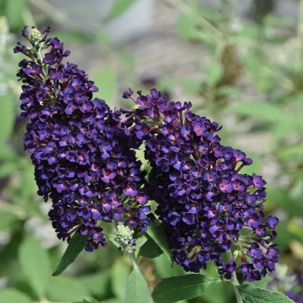 BUDDLEIA, LEAH MIDNIGHT 1G