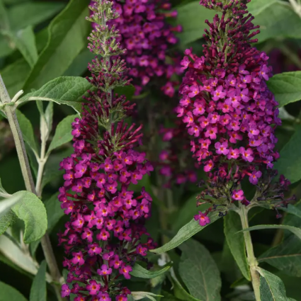 Chrysalis Cranberry Buddleia