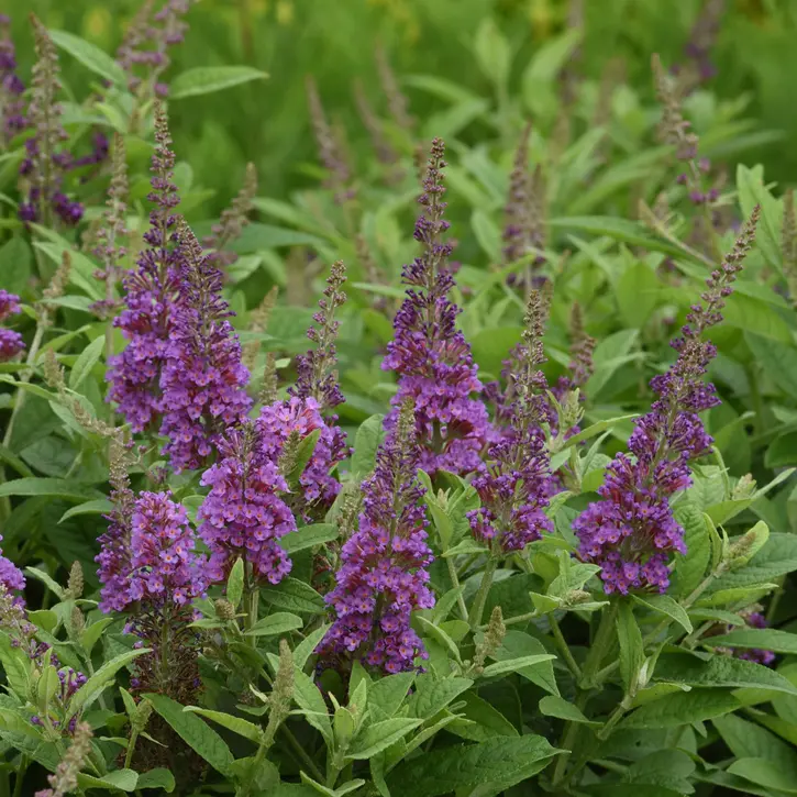 BUDDLEIA, CHRYSALIS BLUE 1G