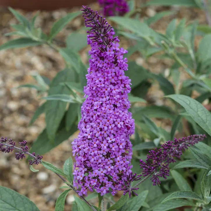 BUDDLEIA, BUZZ MAGENTA 1G