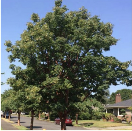 Paperbark Maple 1.75"