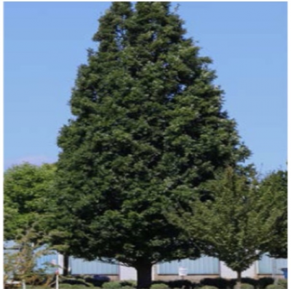 Crimson Spire Oak 2"