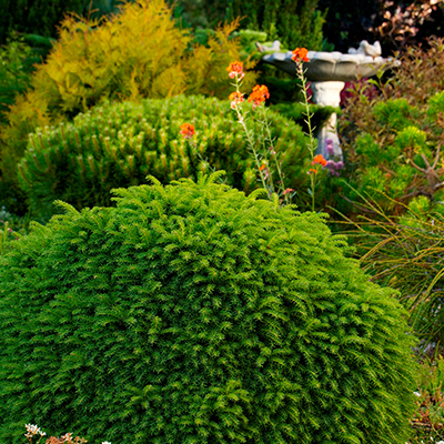 SPRUCE, LITTLE GEM 2 GALLON