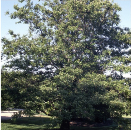 Shingle Oak (2")