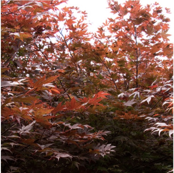 Japanese Oshio Beni Maple (5G)
