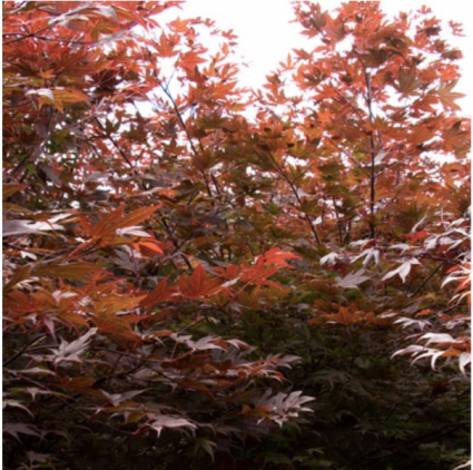 Japanese Oshio Beni Maple (5G)