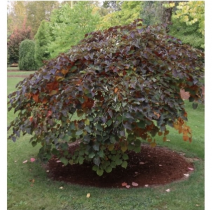 Ruby Falls Redbud 20G