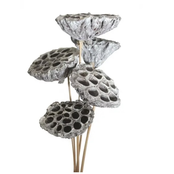 White Wash Lotus Pods 7 Stems