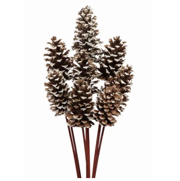 White Tipped Pine Cones Medium (8 Stems)