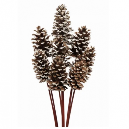 White Tipped Pine Cones Medium (8 Stems)