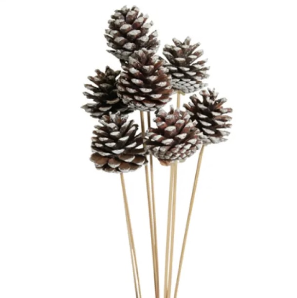 White Tipped Pine Cones Regular (5 Stems)