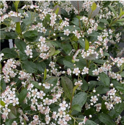 Low Scape Snowfire Chokeberry 3-5G