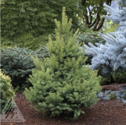 North Star Spruce  6-7G