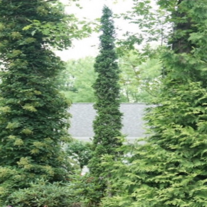 Sting® Arborvitae 7G