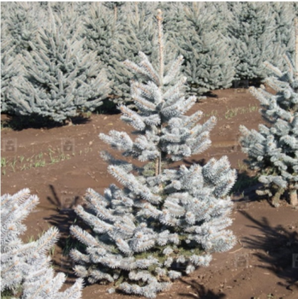 Hoopsii Spruce 7G