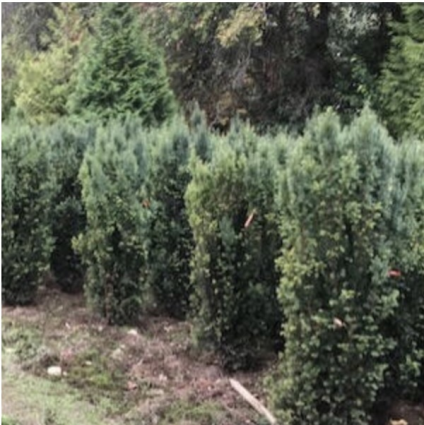 H. M. Eddie Yew 7G