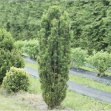 Stonehenge Skinny® Yew 3-5G