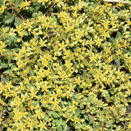 Yellow Brick Road Sedum 1G