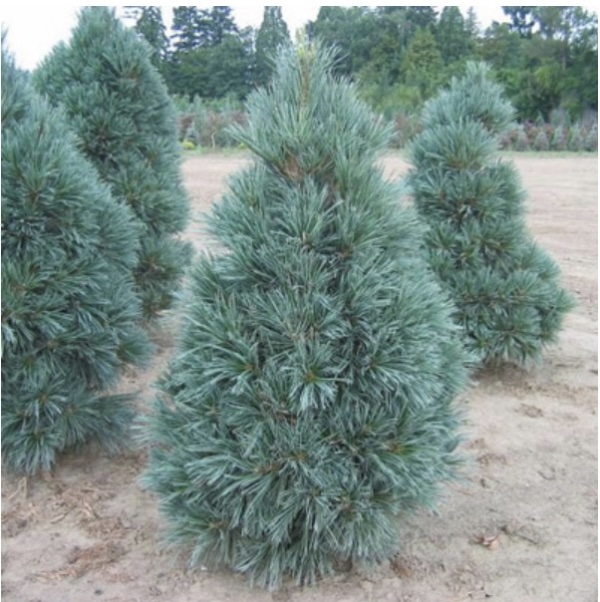 Vanderwolf's Pine 7G