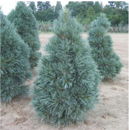 Vanderwolf's Pine 7G