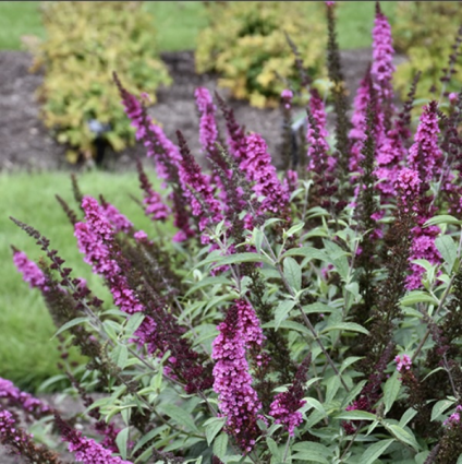 Buzz Hot Raspberry Butterfly Bush 1G