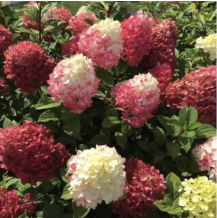 Little Lime Punch® Panicle Hydrangea Tree 10G