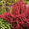 Orange Rocket Barberry 3-5G