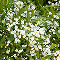 DEUTZIA, DWARF NIKKO 2 GALLON