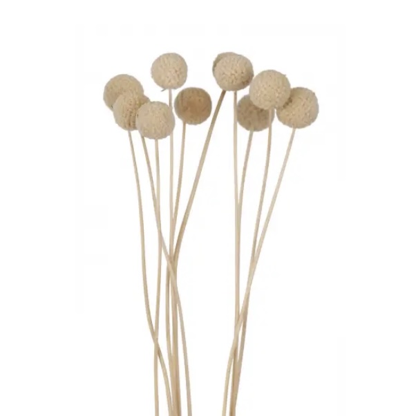 Craspedia Bleached Bouquet