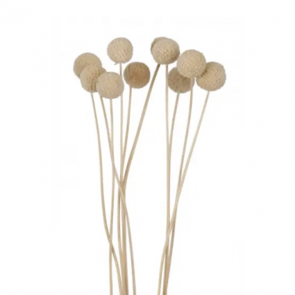 Craspedia Bleached Bouquet