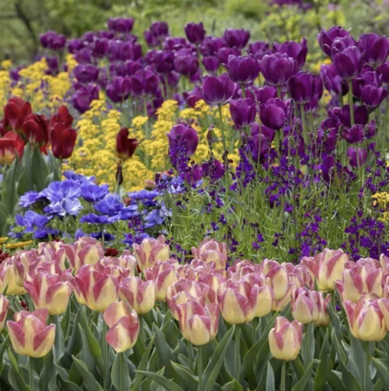 FALL BULBS