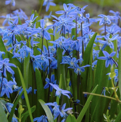 Scilla siberica Allium  50 Pack