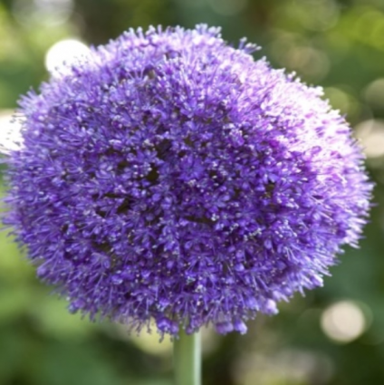 Allium Gladiator 5 Pack