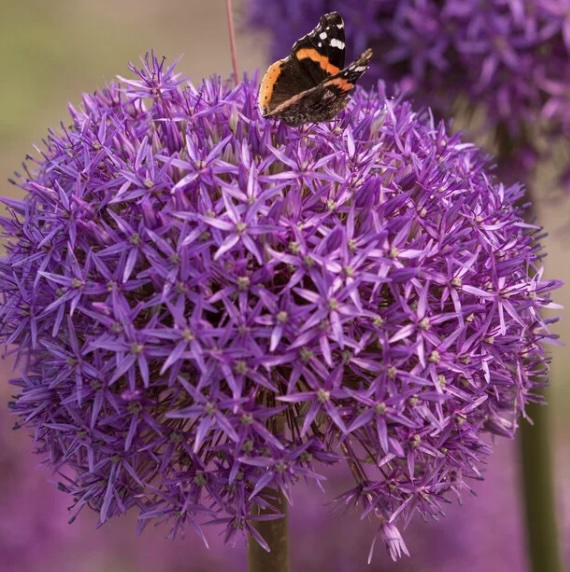 Dutchman Allium 1 Pack