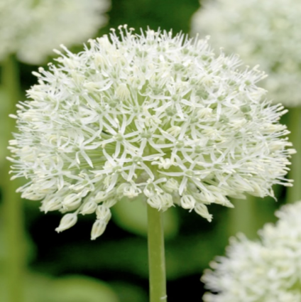 Giant White Allium  1 Pack