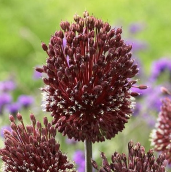 Red Mohican Allium 5 Pack