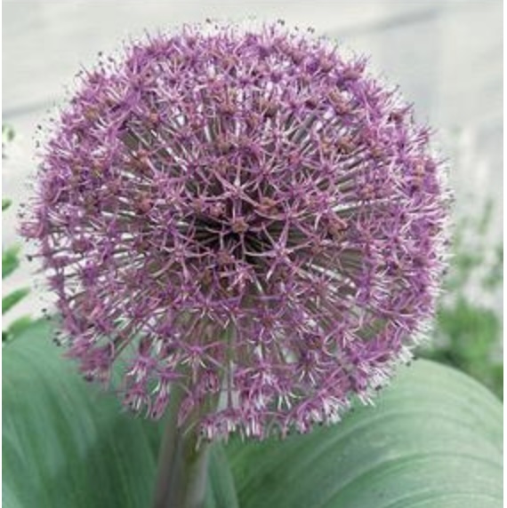 Red Giant Allium 3 Pack: