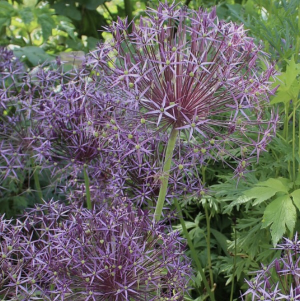 Christophii Allium (Albopilosum)