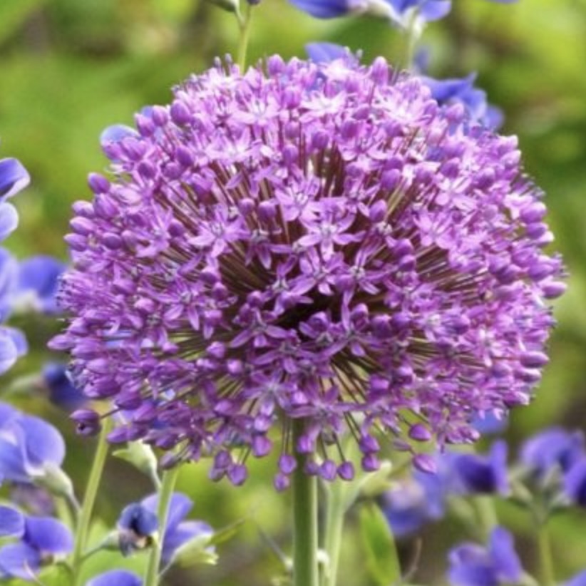 Gladiator Allium 1 Pack