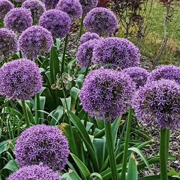 Globemaster Allium 1 Pack