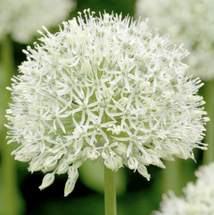 Mount Everest Allium 1 Pack