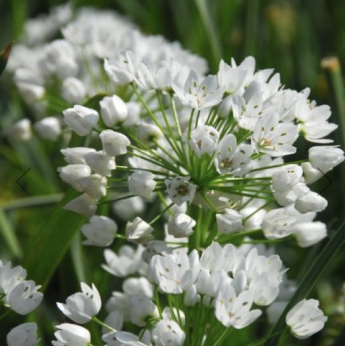 Neapolitanum Allium 20 Pack