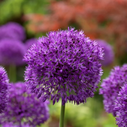 Purple Sensation Allium 5 Pack