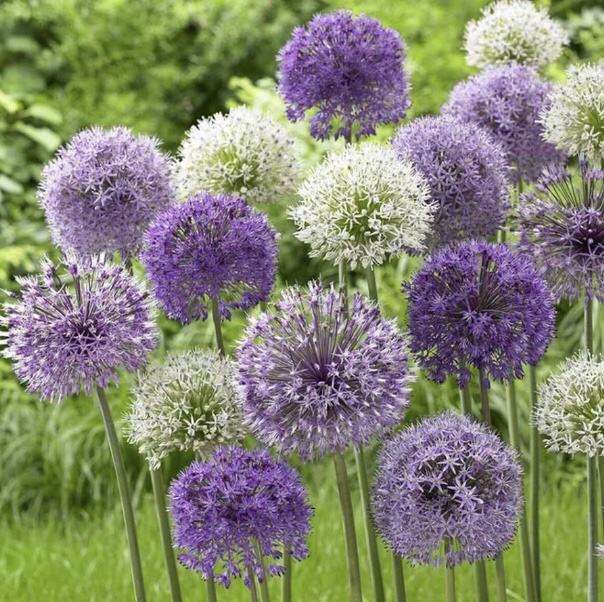 ALLIUM BULBS