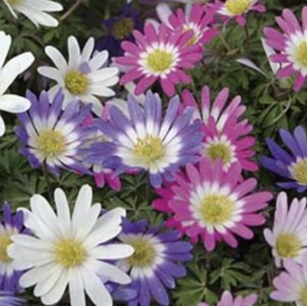 ANEMONE BULBS
